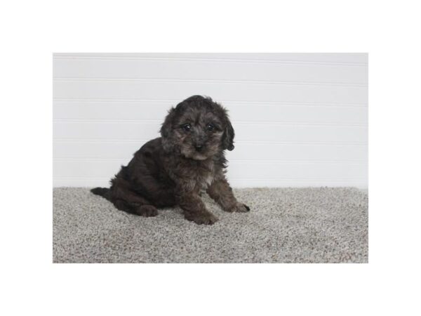 Cavapoo Dog Female Blue Merle 18805 Petland Iowa City, Iowa