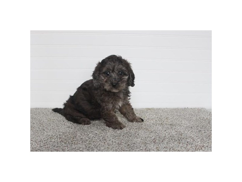 Cavapoo Dog Female Blue Merle 18805