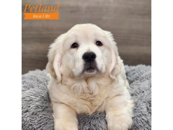 Golden Retriever Dog Female Light Golden 18798 Petland Iowa City, Iowa