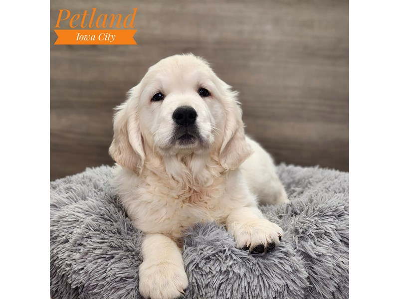 Golden Retriever Dog Female Light Golden 18797