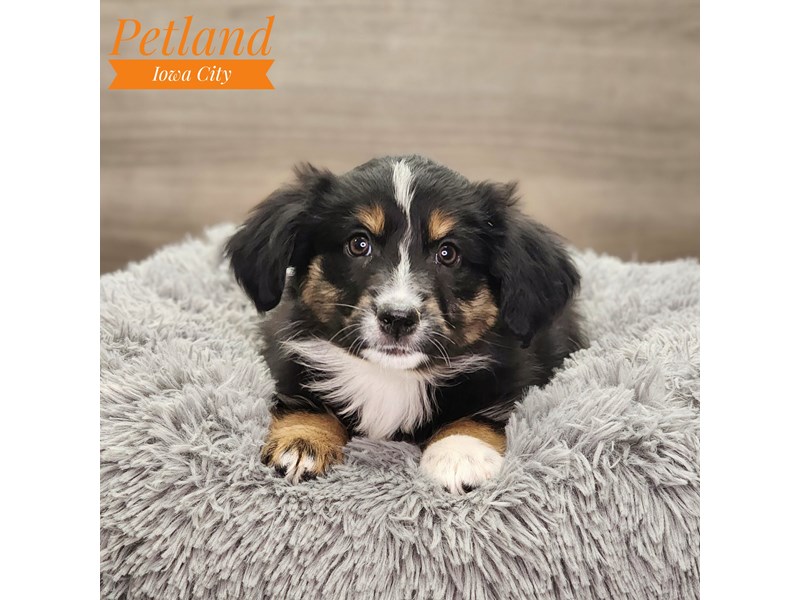 Australian Shepherd Dog Female Black White / Tan 18793