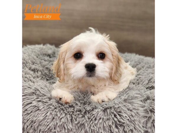 Cavachon Dog Female White 18802 Petland Iowa City, Iowa