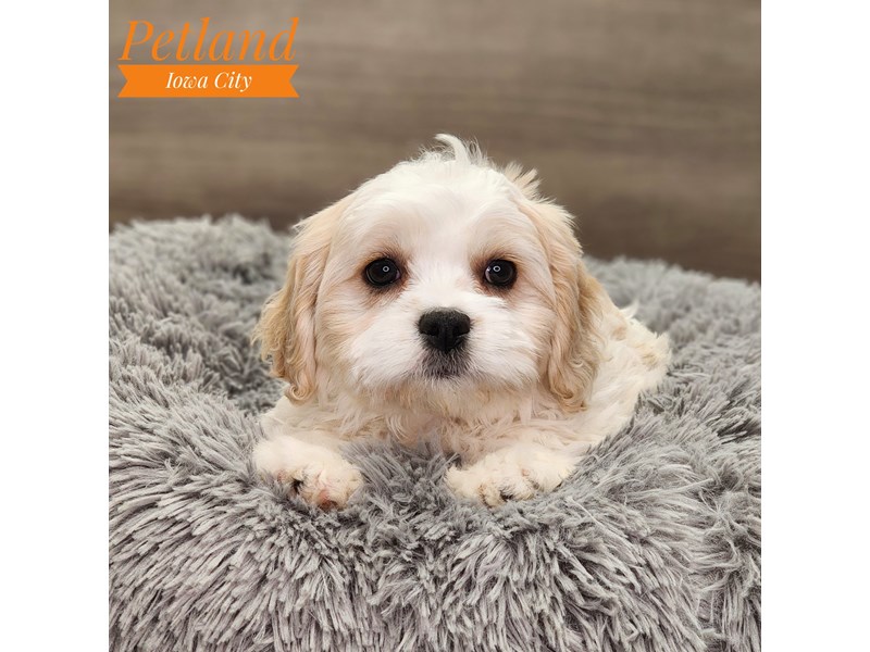 Cavachon Dog Female White 18802