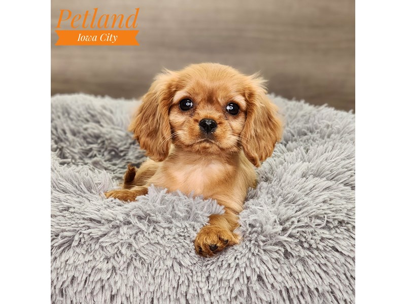Cavalier King Charles Spaniel Dog Female Ruby 18796