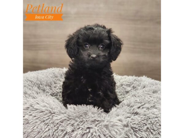 Goldendoodle Mini 2nd Gen Dog Female Black 18804 Petland Iowa City, Iowa