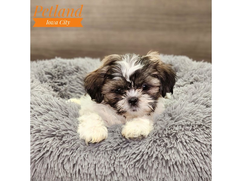 Shih Tzu Dog Female br & wh 18807