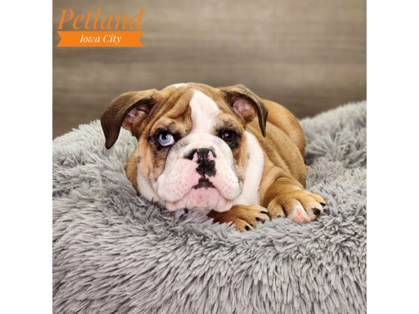 Bulldog Dog Male Red Merle / White 18814 Petland Iowa City, Iowa