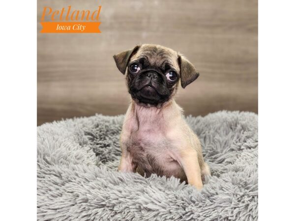 Pug Dog Male fwn 18810 Petland Iowa City, Iowa