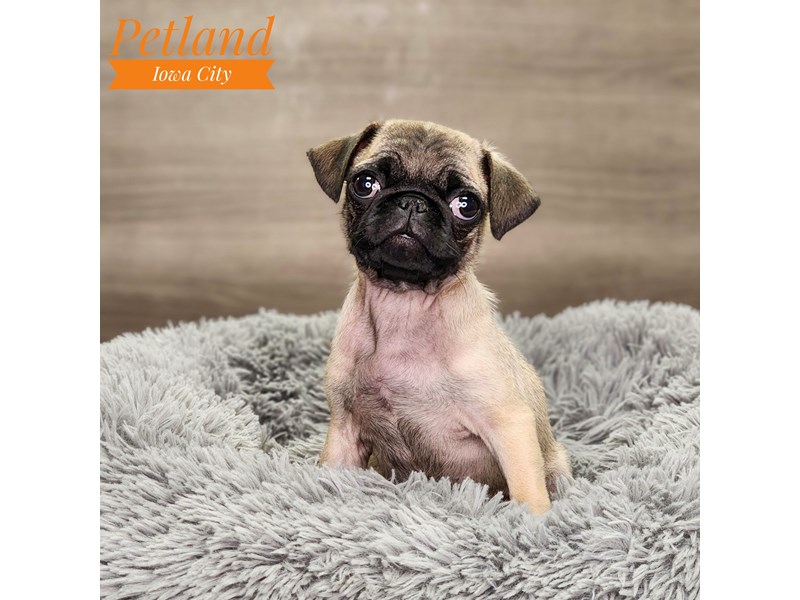 Pug Dog Male fwn 18810