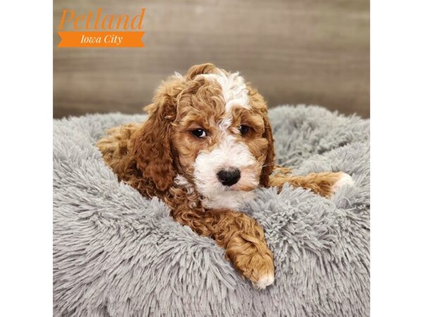 Goldendoodle Mini 2nd Gen Dog Male Red / White 18813 Petland Iowa City, Iowa