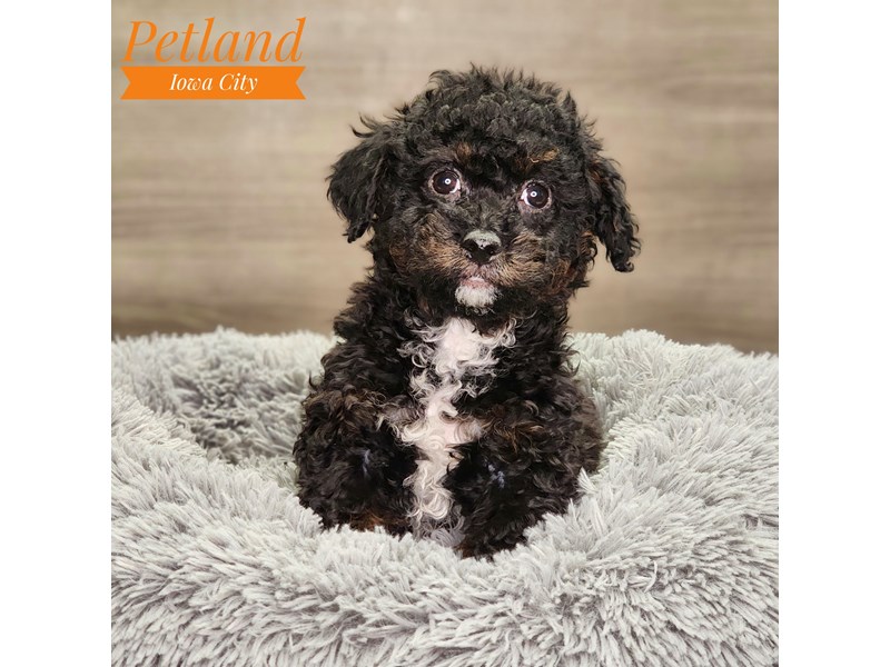 Cavapoo Small Animal Black ID:18806 Located at Petland Iowa City, Iowa