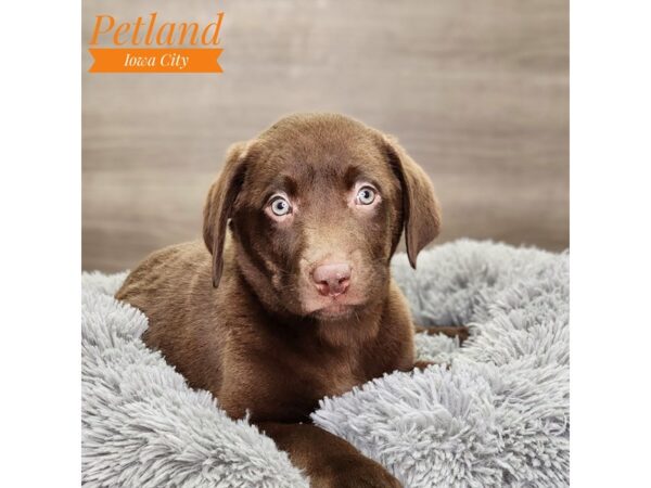 Labrador Retriever Dog Male Chocolate 18799 Petland Iowa City, Iowa