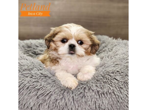 Shih Tzu-Dog-Male-br & wh-18808-Petland Iowa City, Iowa