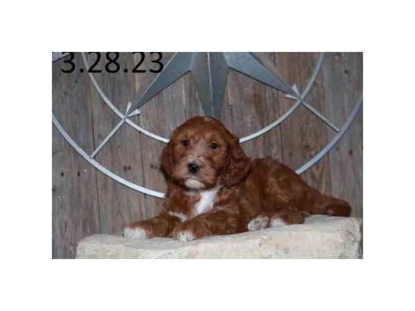 Goldendoodle Mini 2nd Gen Dog Male Dark Red 18819 Petland Iowa City, Iowa