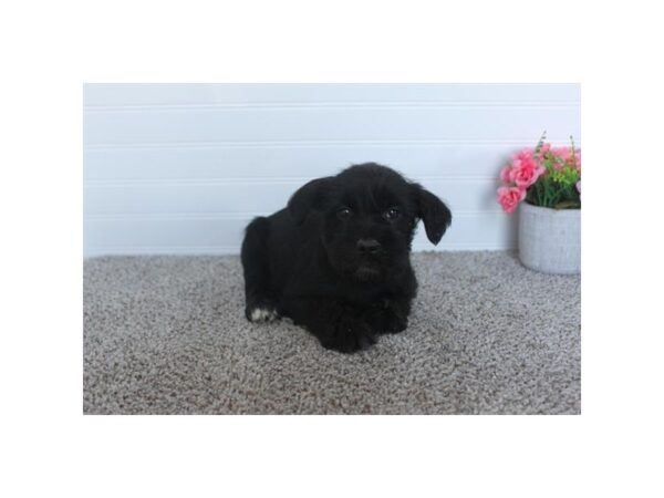 Miniature Schnauzer Dog Male Black 18816 Petland Iowa City, Iowa