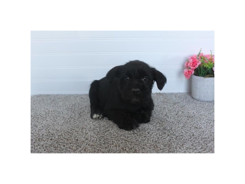 Miniature Schnauzer Dog Male Black 18816