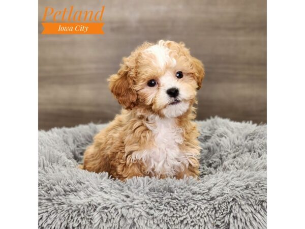 Poodle/Teddy Bear Dog Male Brown 18820 Petland Iowa City, Iowa