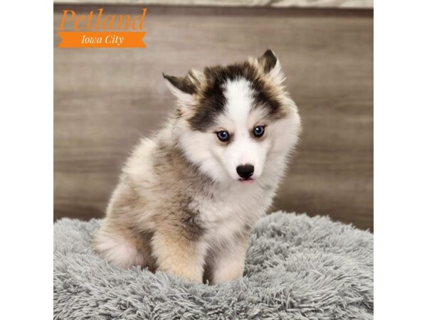 Pomsky Dog Female Gray / White 18821 Petland Iowa City, Iowa