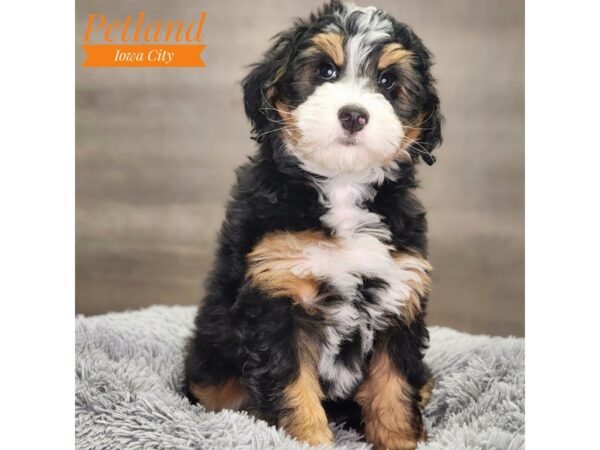 Bernedoodle Mini Dog Male Tri-Colored 18846 Petland Iowa City, Iowa