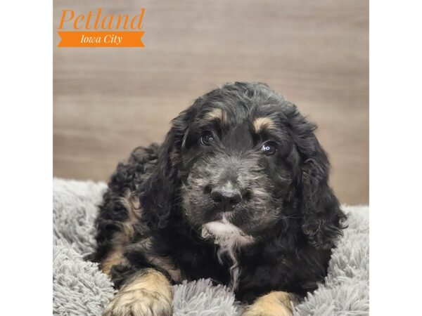 Goldendoodle Dog Male Black 18845 Petland Iowa City, Iowa