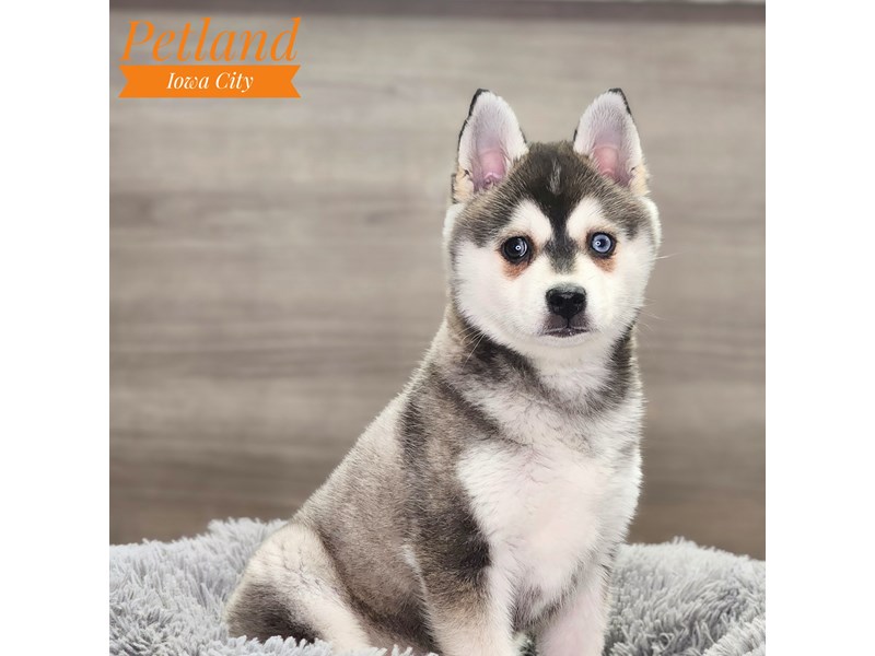 Alaskan Klee Kai Dog Male Black / White 18840