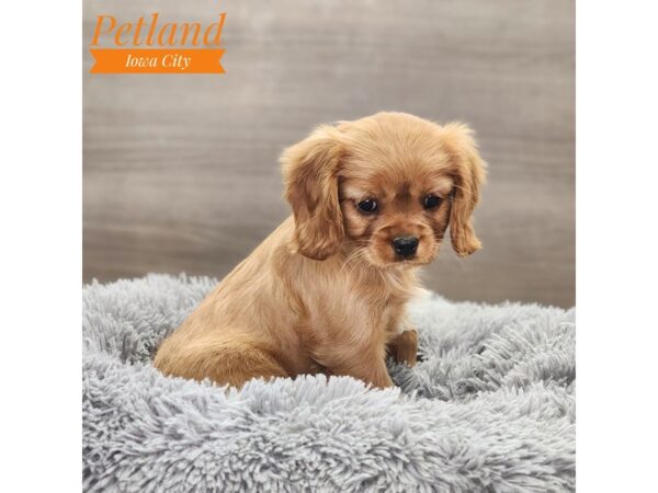 Cavalier King Charles Spaniel-Dog-Female-Ruby-18839-Petland Iowa City, Iowa