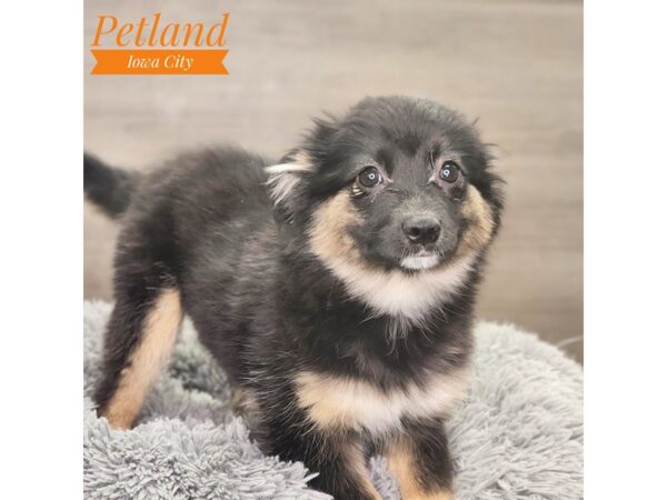 Alaskan Klee Kai/Miniature Australian Shepherd-Dog-Female-Black / White-18822-Petland Iowa City, Iowa