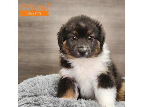 Miniature American Shepherd-Dog-Male-Black-18710-Petland Iowa City, Iowa