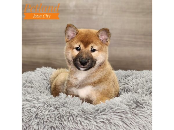 Shiba Inu-Dog-Female-Cream-18728-Petland Iowa City, Iowa