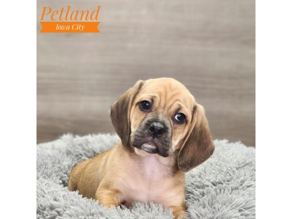 Puggle Dog Male Fawn Sable 18748 Petland Iowa City, Iowa