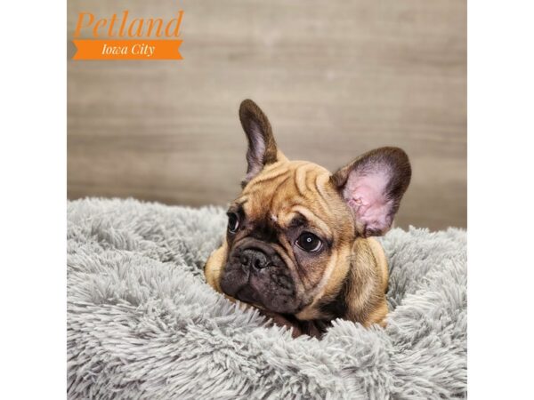 French Bulldog Dog Male fwn 18769 Petland Iowa City, Iowa