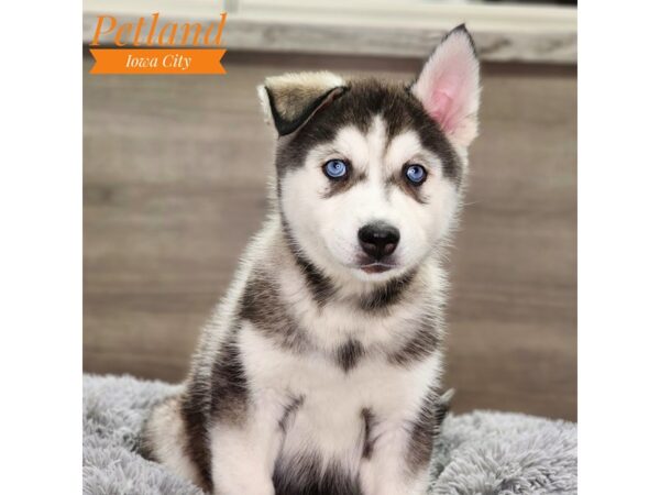 Siberian Husky Dog Male Black / White 18770 Petland Iowa City, Iowa