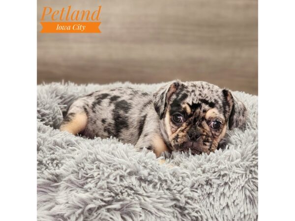 Frug Dog Female Blue Merle 18791 Petland Iowa City, Iowa