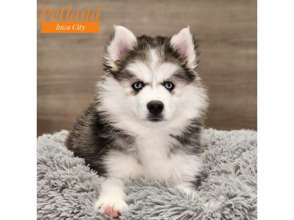 Huskimo-Dog-Female-Black / White-18789-Petland Iowa City, Iowa