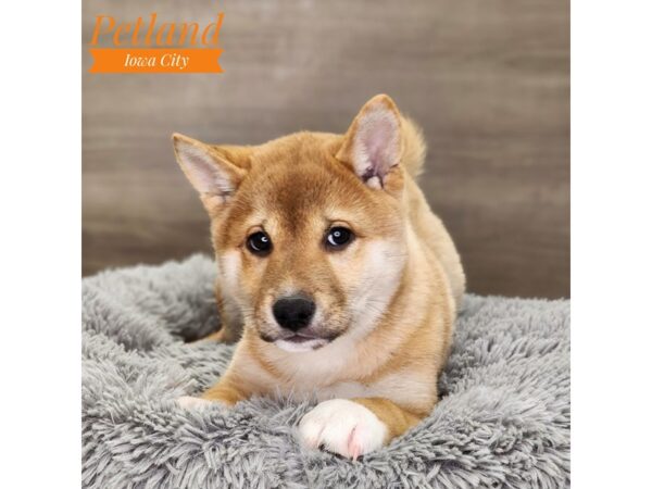 Shiba Inu Dog Male rd sesme 18764 Petland Iowa City, Iowa