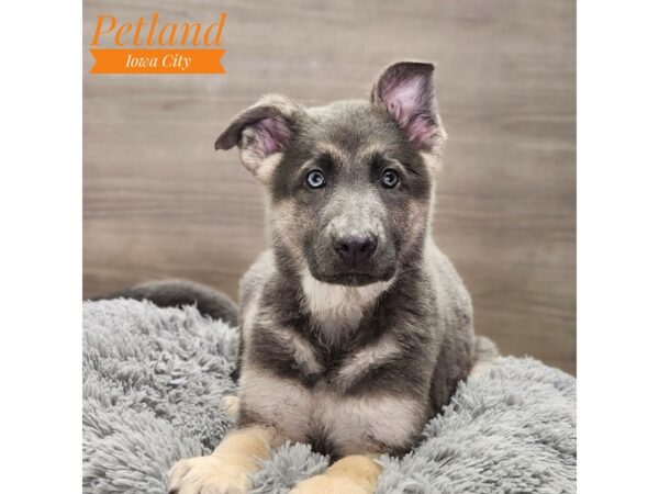 German Shepherd Dog Male Blue 18803 Petland Iowa City, Iowa