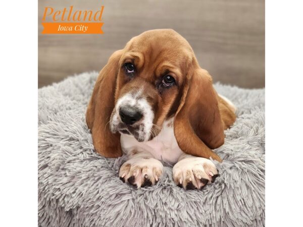 Basset Hound Dog Male Red / White 18795 Petland Iowa City, Iowa