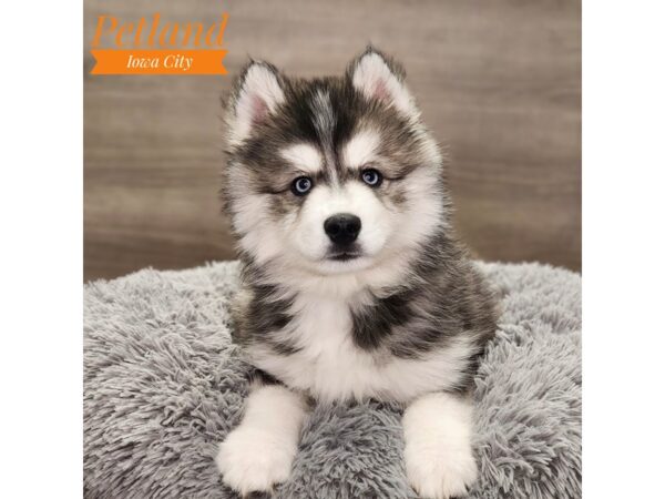 Huskimo-Dog-Male-Black / White-18801-Petland Iowa City, Iowa