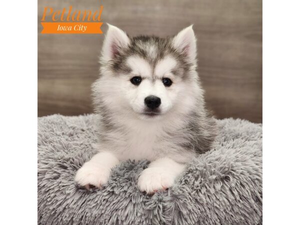 Huskimo Dog Female Black / White 18800 Petland Iowa City, Iowa