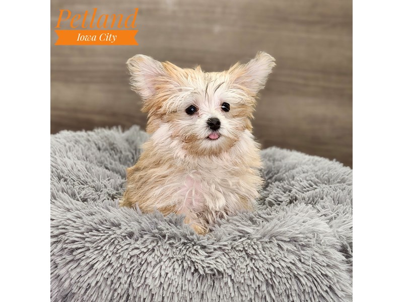 Morkie Dog Female gld 18828