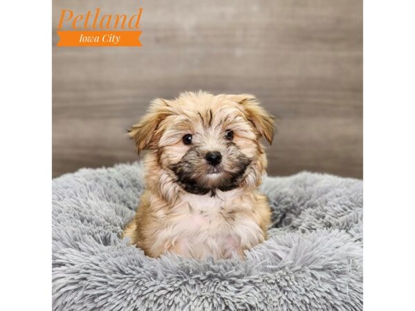 Morkie-Dog-Female-gld-18826-Petland Iowa City, Iowa