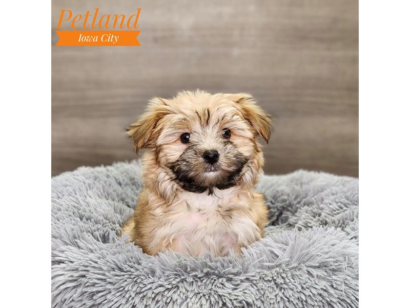 Morkie Dog Female gld 18826