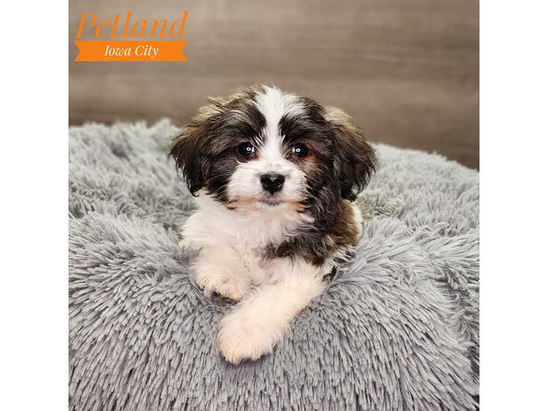 Havanese Dog Male 18825