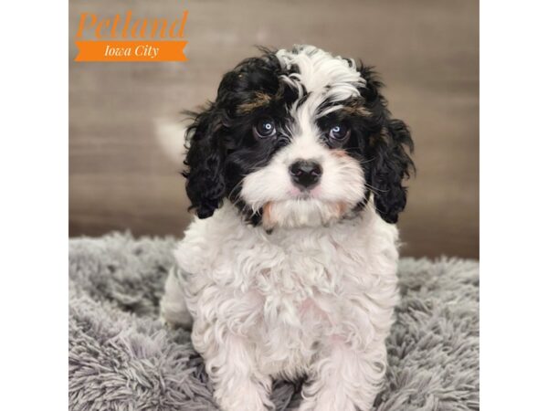 Cavapoo Dog Male Black 18843 Petland Iowa City, Iowa