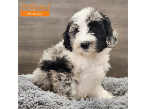 Miniature Sheepadoodle Dog Female Blue Merle / White 18844 Petland Iowa City, Iowa