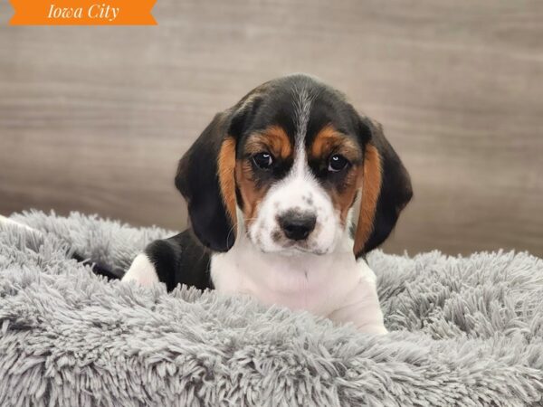 [#18842] Tri-Colored Male Beagalier Puppies For Sale