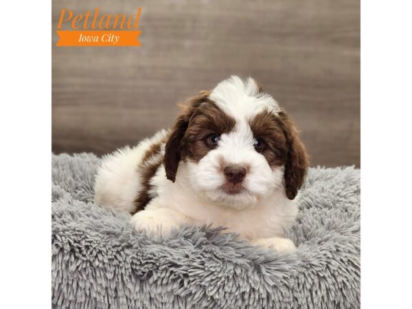 Aussiedoodle Dog Female Chocolate / White 18841 Petland Iowa City, Iowa