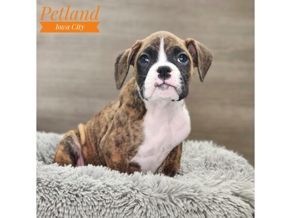 Boxer Dog Male Brindle 18838 Petland Iowa City, Iowa