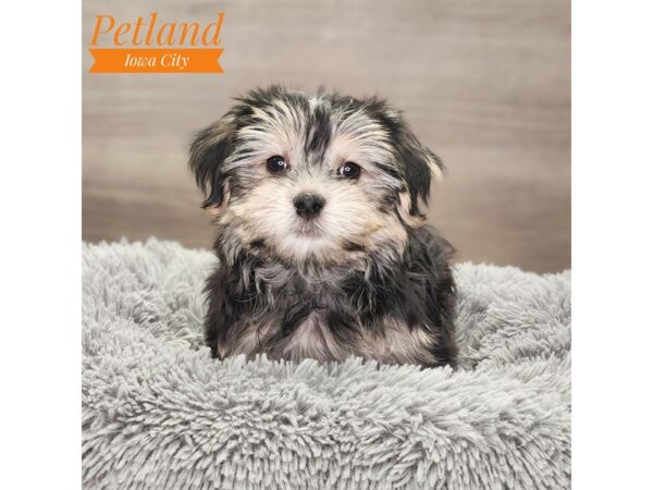 Morkie Dog Male blk 18830 Petland Iowa City, Iowa