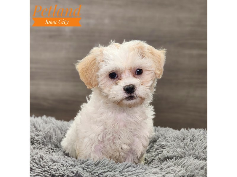 Teddy Bear Dog Female wh 18833